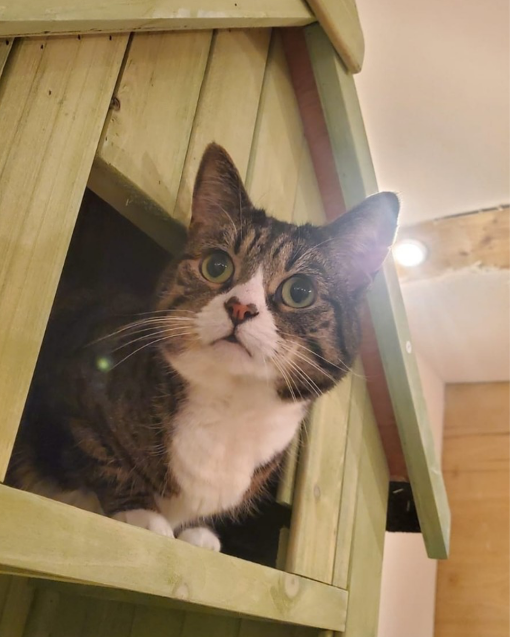 Lifestyle Loves Pause Cat Café in Bournemouth