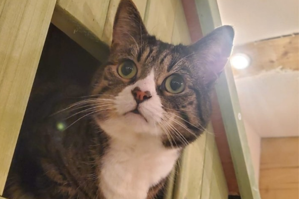 Lifestyle Loves Pause Cat Café in Bournemouth