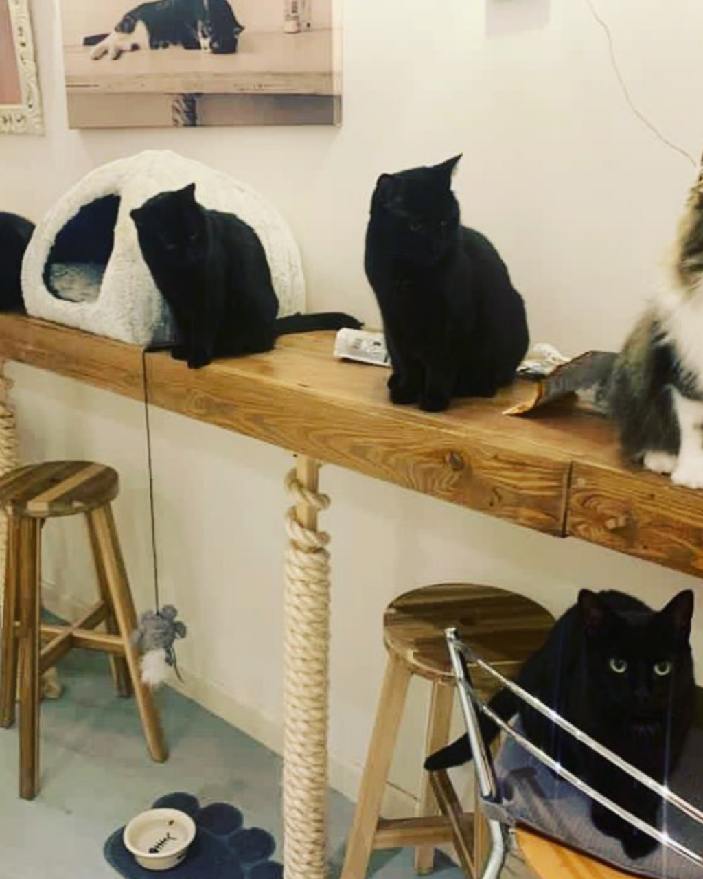 Lifestyle Loves Pause Cat Café in Bournemouth