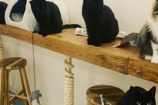 Lifestyle Loves Pause Cat Café in Bournemouth