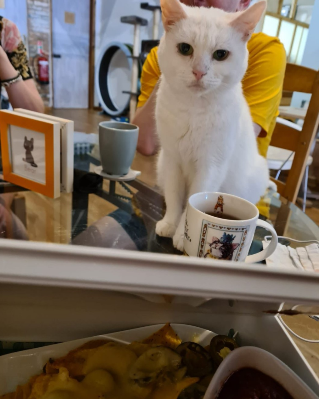 Lifestyle Loves Pause Cat Café in Bournemouth