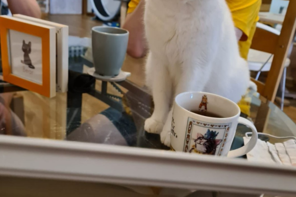 Lifestyle Loves Pause Cat Café in Bournemouth