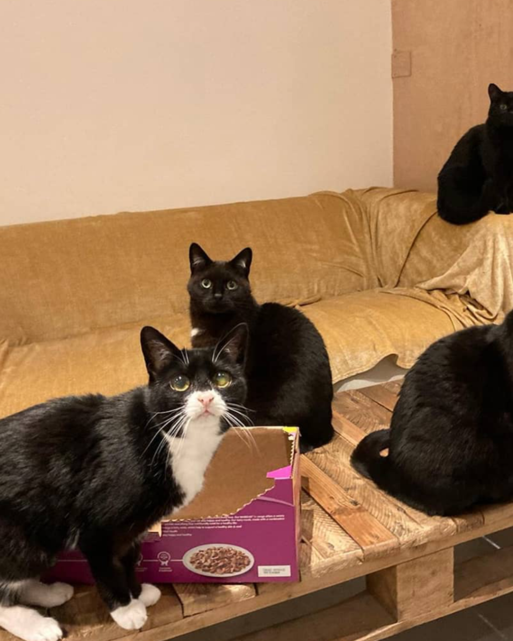 Lifestyle Loves Pause Cat Café in Bournemouth