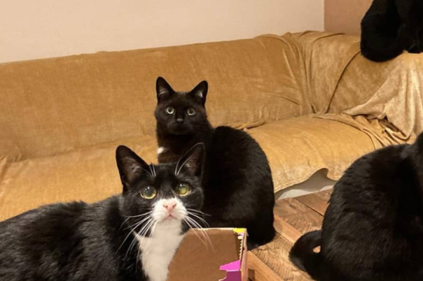Lifestyle Loves Pause Cat Café in Bournemouth