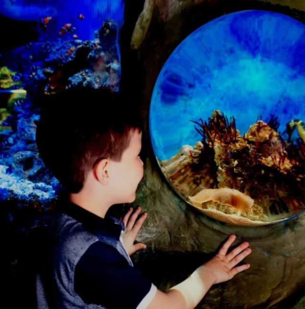 Weymouth SEA LIFE Adventure Park: Complete Visitor Guide