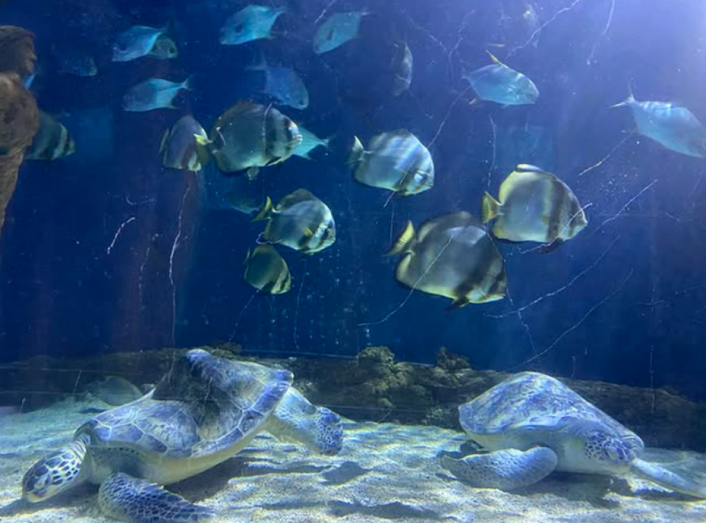 Weymouth SEA LIFE Adventure Park: Complete Visitor Guide