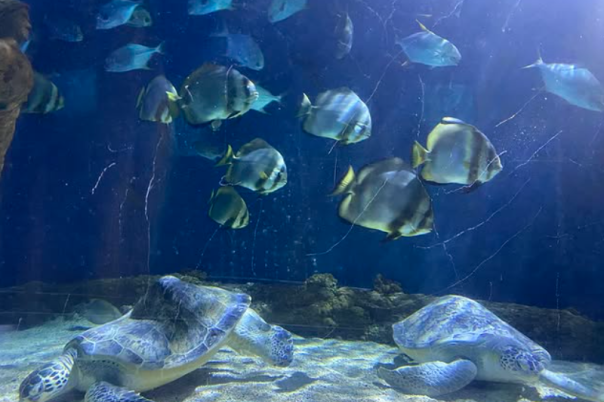Weymouth SEA LIFE Adventure Park: Complete Visitor Guide