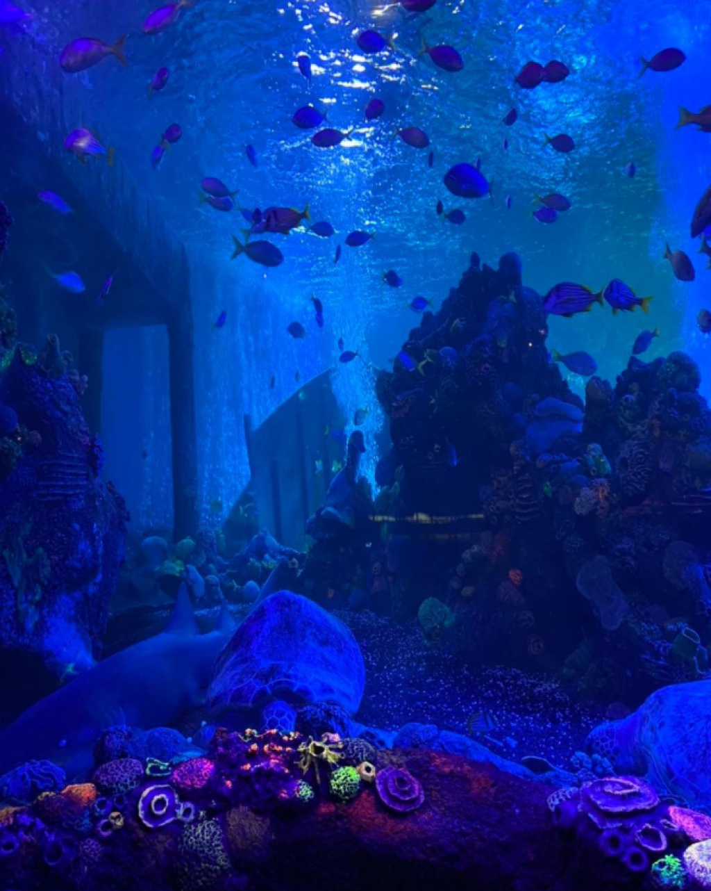 Weymouth SEA LIFE Adventure Park: Complete Visitor Guide