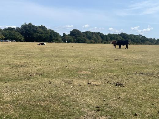 Exploring the New Forest