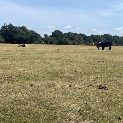 PLACES TO VISIT: Exploring the New Forest