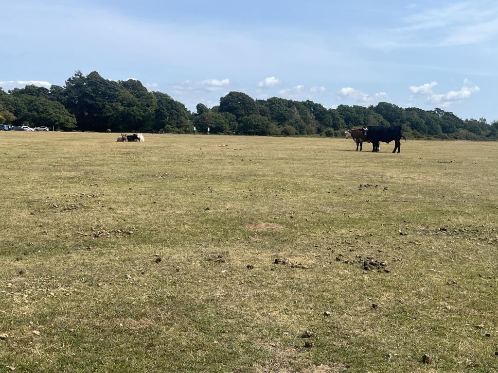 Exploring the New Forest