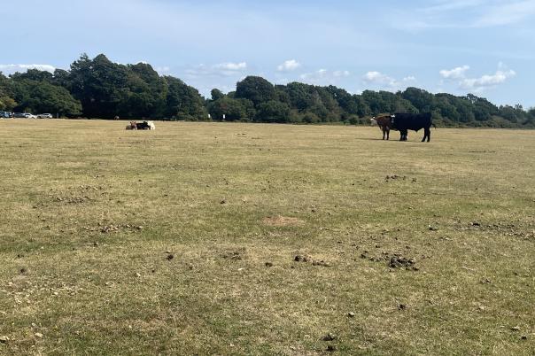 Exploring the New Forest