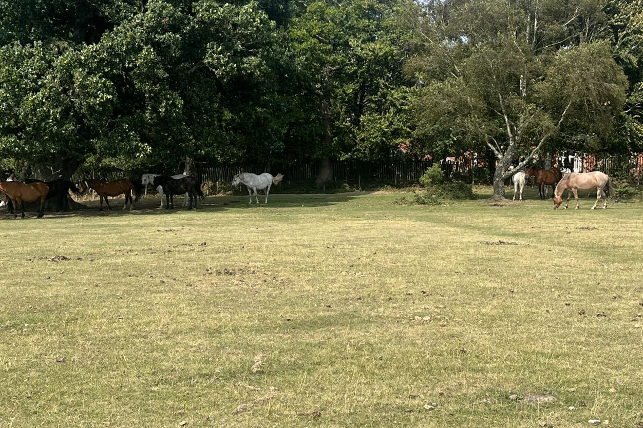 Exploring the New Forest