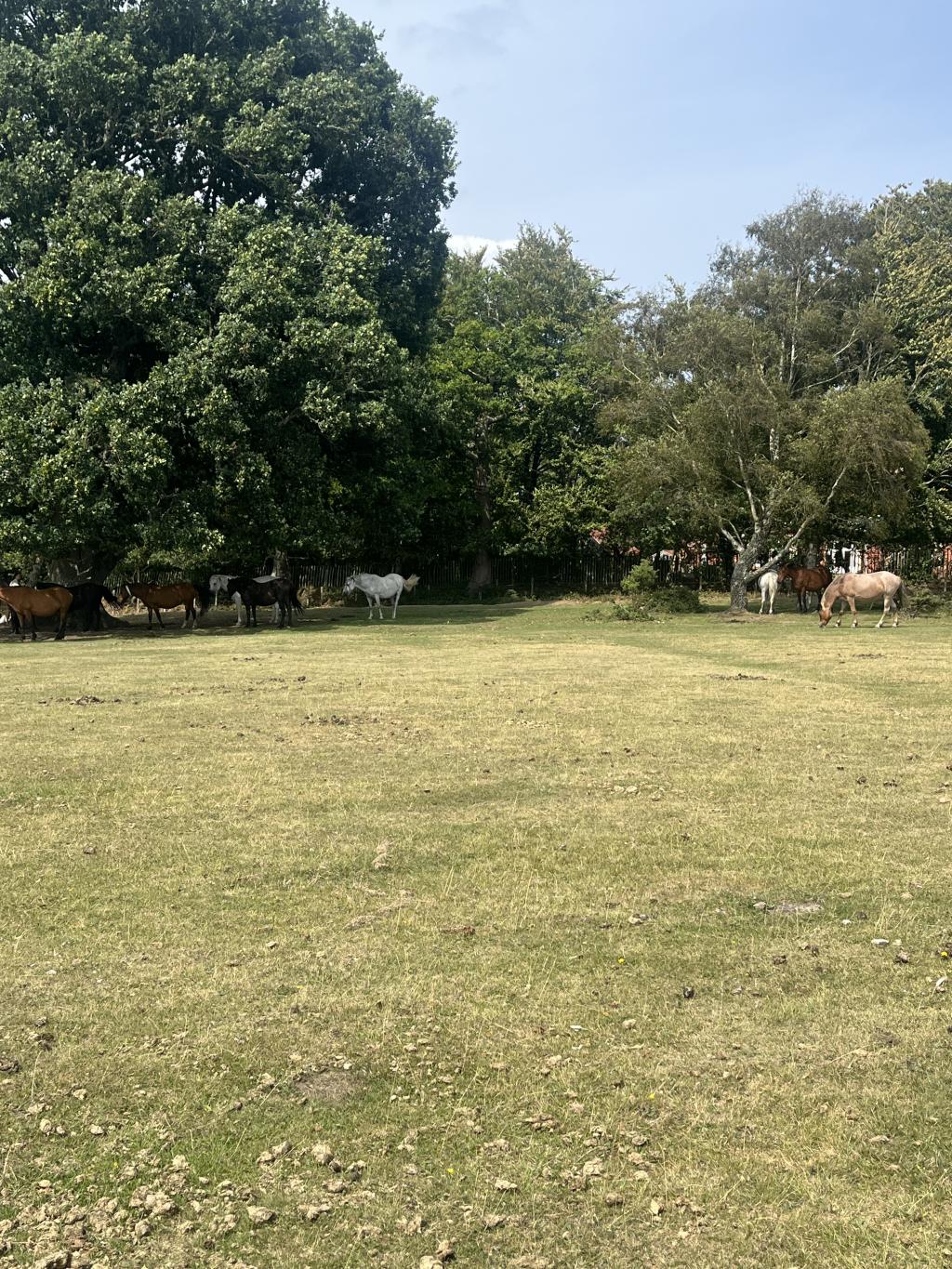 Exploring the New Forest
