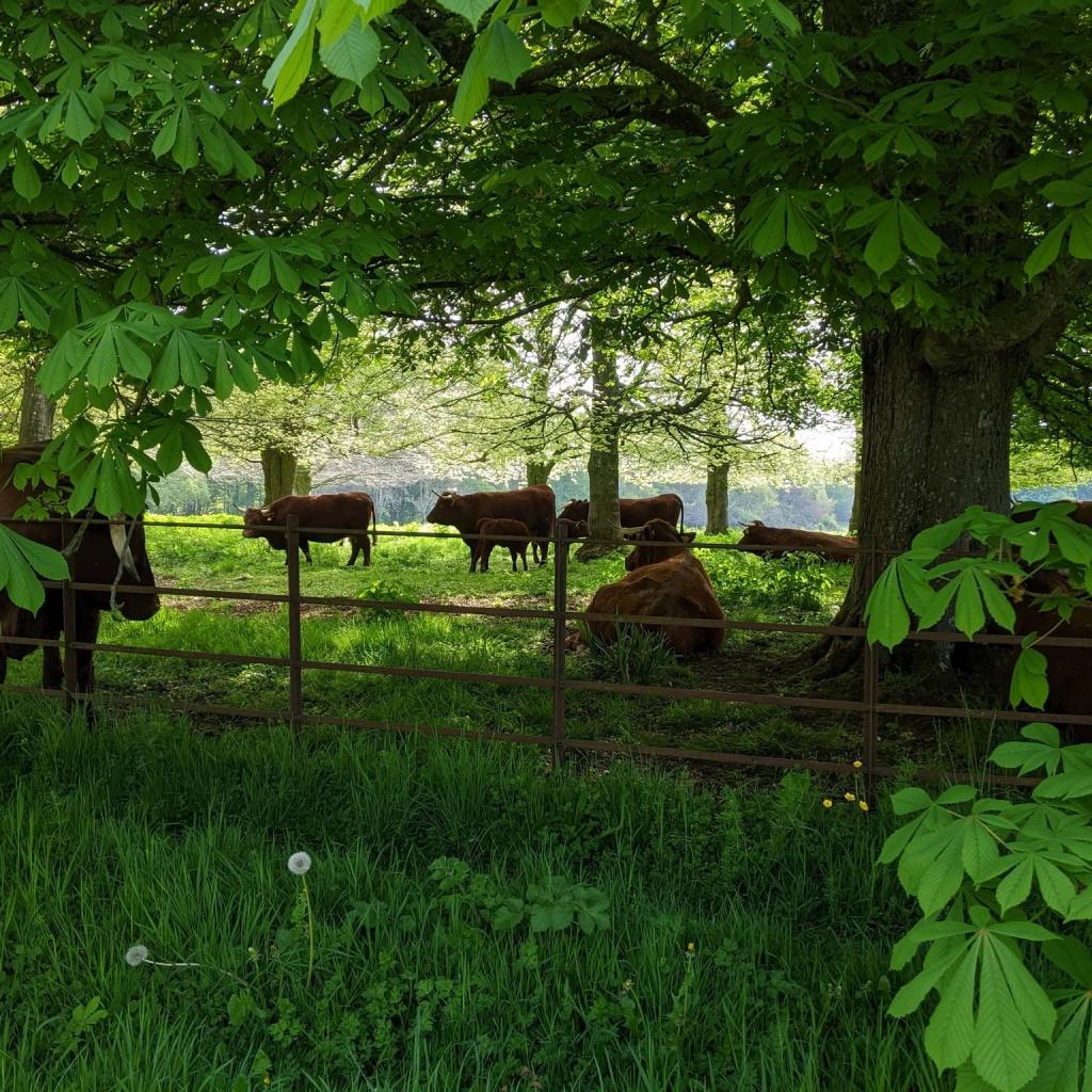 A Day at Kingston Lacy - One of Dorset's Grandest Historic Houses and Gardens