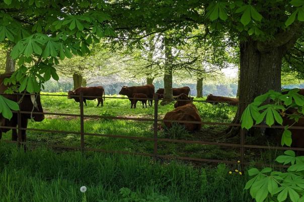A Day at Kingston Lacy - One of Dorset's Grandest Historic Houses and Gardens