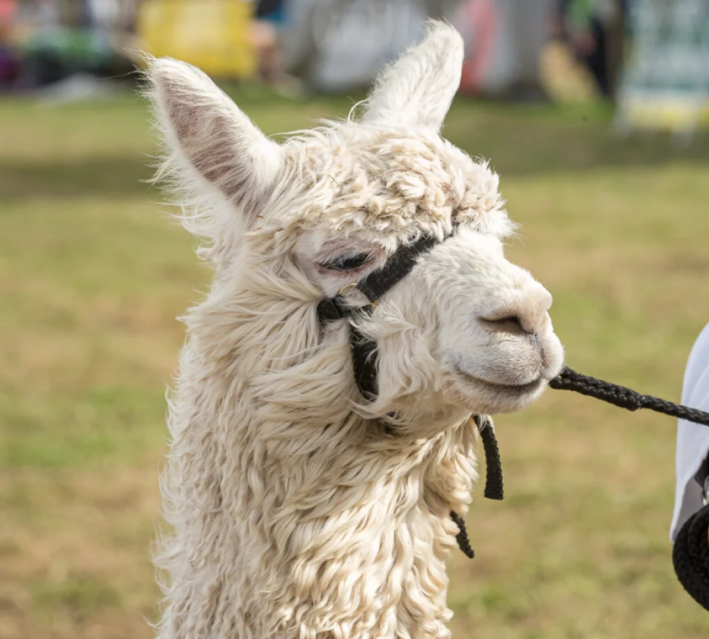Dorset County Show | 5 - 6 September 2026