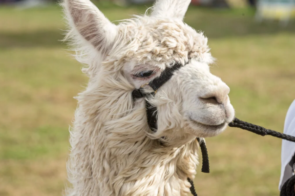 Dorset County Show | 5 - 6 September 2026