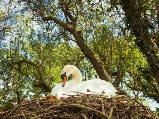 Abbotsbury Swannery