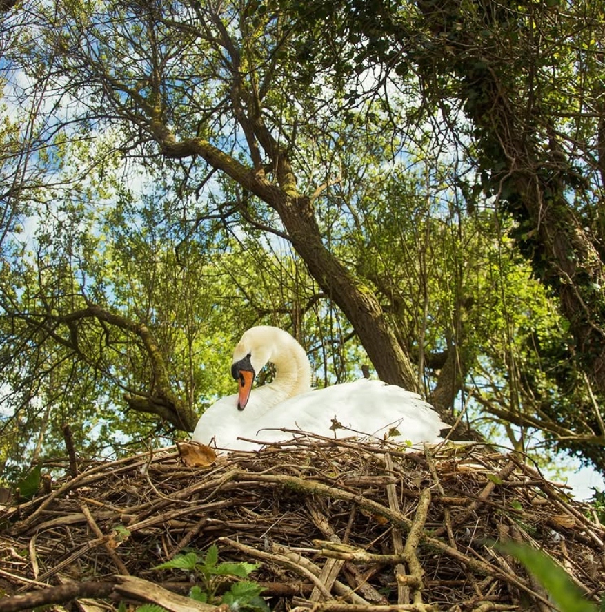 Abbotsbury Swannery