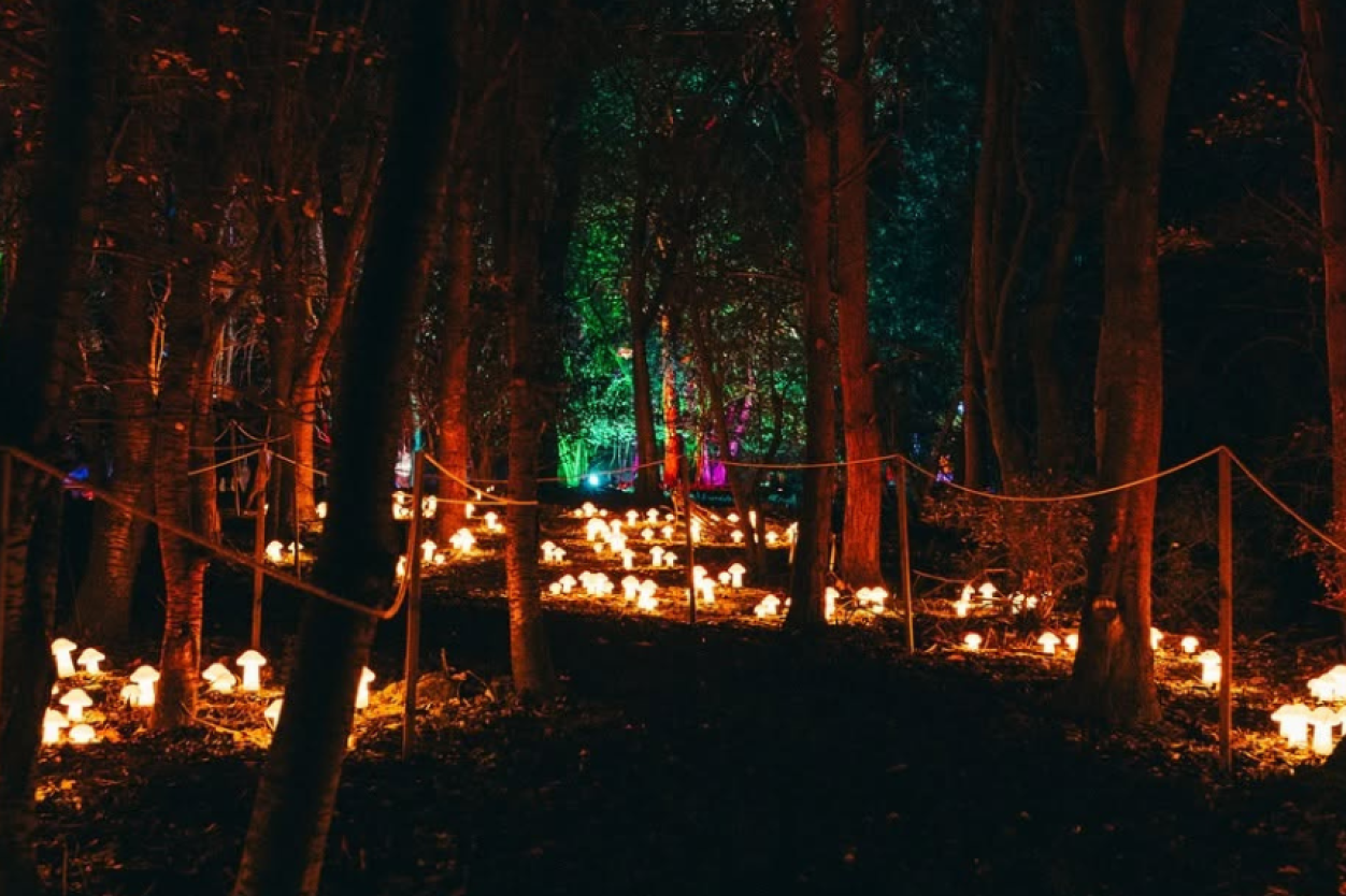 Illuminate Poole: A New Winter Light Trail Is Coming to Upton Country Park