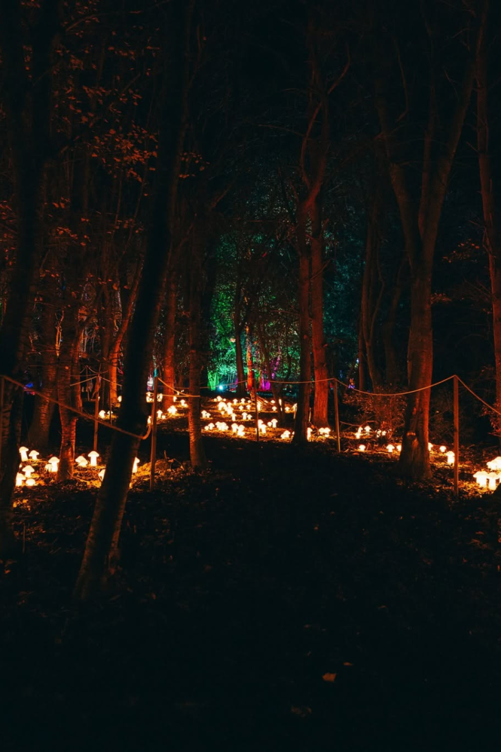 Illuminate Poole: A New Winter Light Trail Is Coming to Upton Country Park