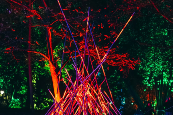 Illuminate Poole: A New Winter Light Trail Is Coming to Upton Country Park