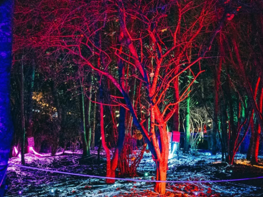 Illuminate Poole: A New Winter Light Trail Is Coming to Upton Country Park