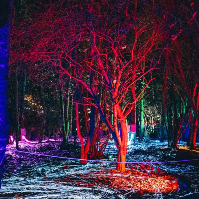 Illuminate Poole: A New Winter Light Trail Is Coming to Upton Country Park