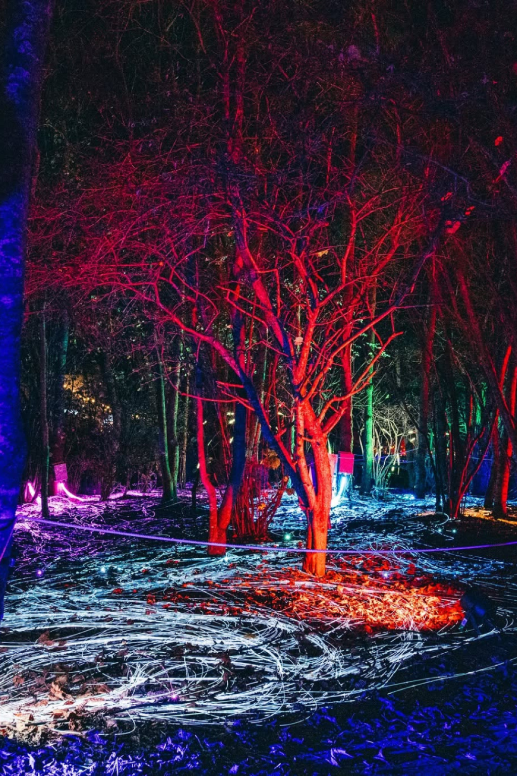 Illuminate Poole: A New Winter Light Trail Is Coming to Upton Country Park