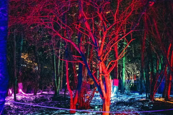 Illuminate Poole: A New Winter Light Trail Is Coming to Upton Country Park