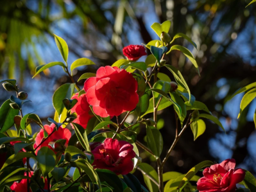 A Day at Abbotsbury Subtropical Gardens | One of Dorset’s Most Beautiful Gardens
