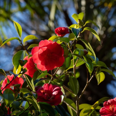 A Day at Abbotsbury Subtropical Gardens | One of Dorset’s Most Beautiful Gardens