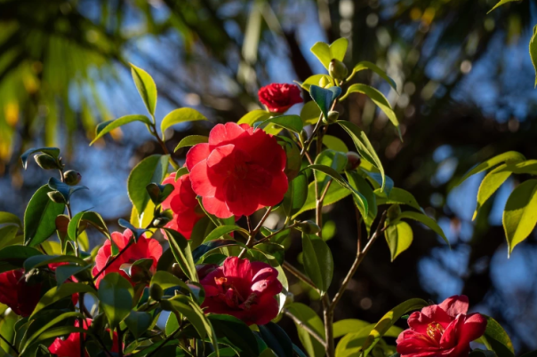 A Day at Abbotsbury Subtropical Gardens | One of Dorset’s Most Beautiful Gardens