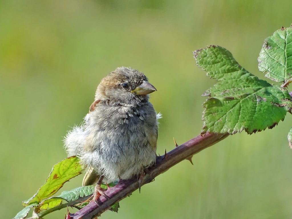 Christchurch Nature Reserve - Walking & Wildlife in Christchurch