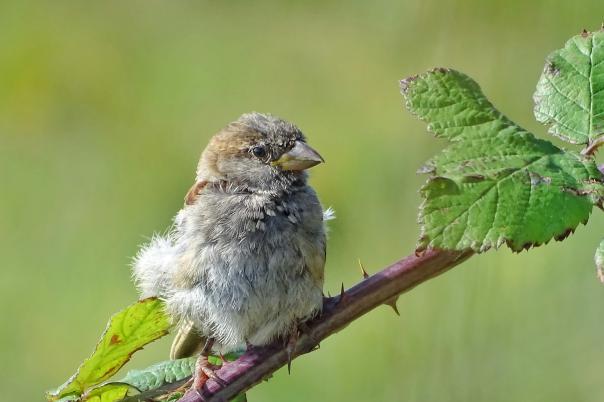 Christchurch Nature Reserve - Walking & Wildlife in Christchurch