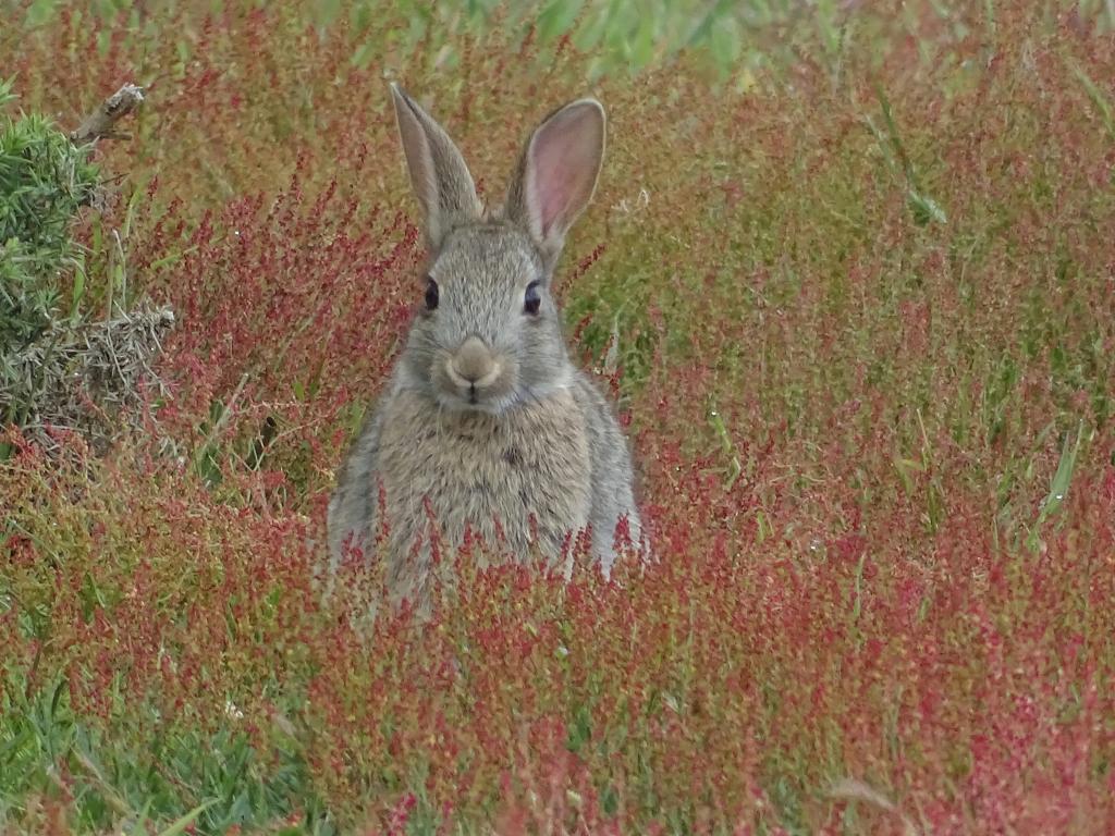 Christchurch Nature Reserve - Walking & Wildlife in Christchurch