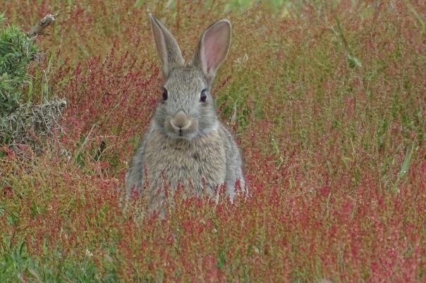 Christchurch Nature Reserve - Walking & Wildlife in Christchurch