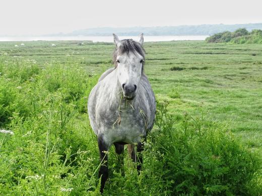 Christchurch Nature Reserve - Walking & Wildlife in Christchurch