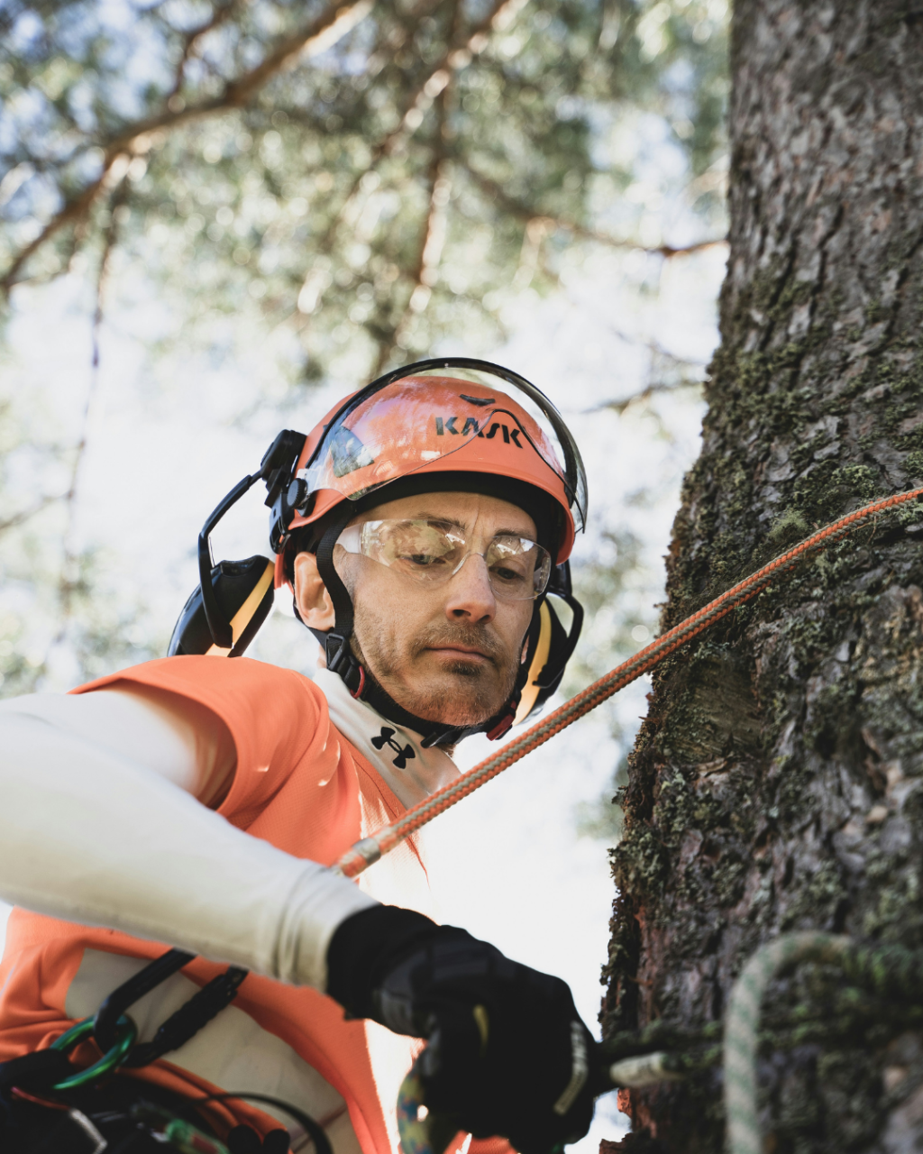 Tree Surgeons in Dorset: Local Specialists and What to Check Before Booking