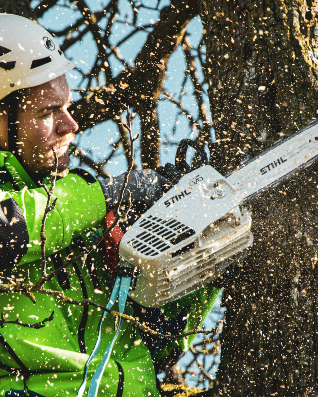 Tree Surgeons in Dorset: Local Specialists and What to Check Before Booking