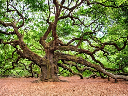 Dorset List: Find Tree Surgeons in Dorset