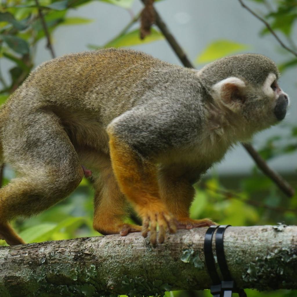 A Day at Monkey World: Why This Dorset Rescue Centre is a Top Family Day Out
