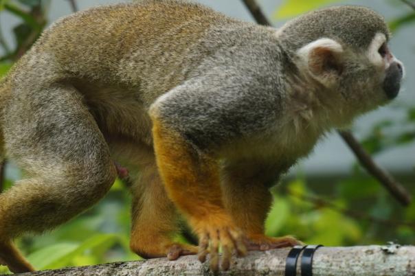 A Day at Monkey World: Why This Dorset Rescue Centre is a Top Family Day Out
