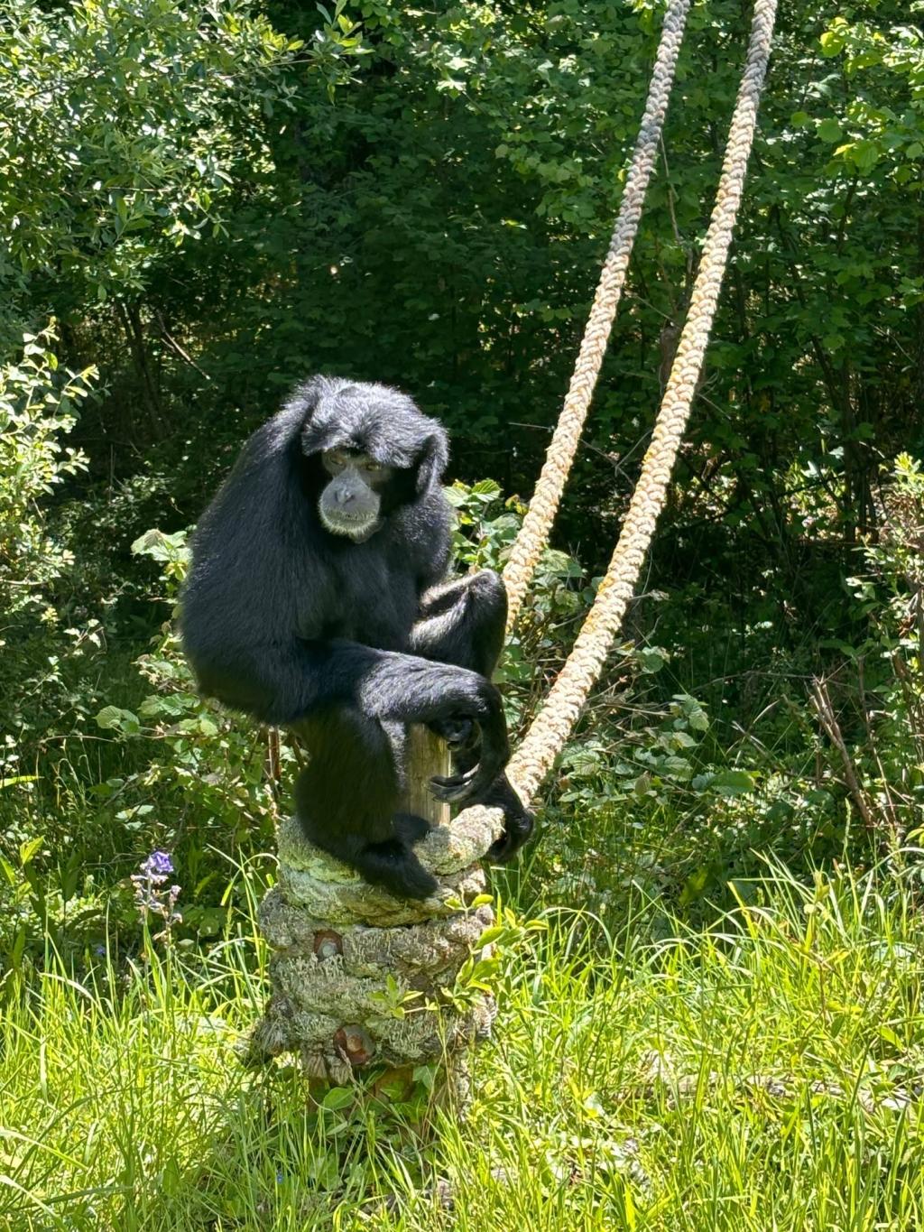 A Day at Monkey World: Why This Dorset Rescue Centre is a Top Family Day Out