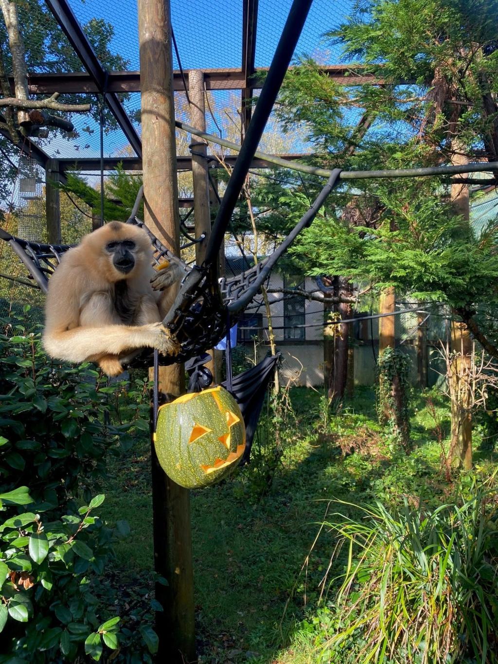 A Day at Monkey World: Why This Dorset Rescue Centre is a Top Family Day Out