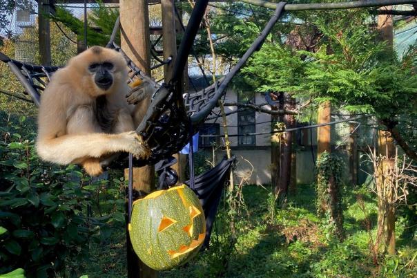 A Day at Monkey World: Why This Dorset Rescue Centre is a Top Family Day Out