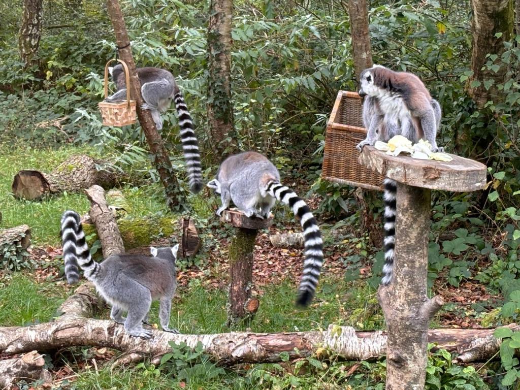A Day at Monkey World: Why This Dorset Rescue Centre is a Top Family Day Out