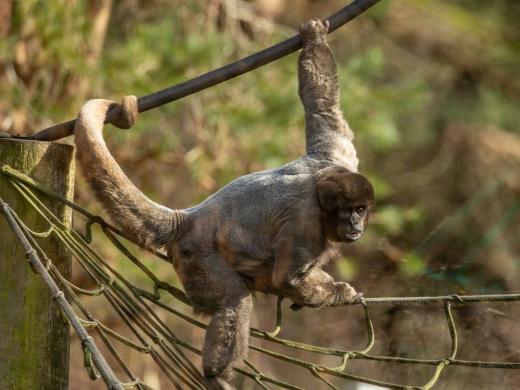 A Day at Monkey World: Why This Dorset Rescue Centre is a Top Family Day Out