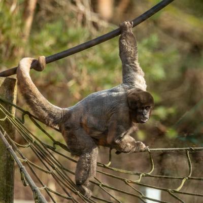 A Day at Monkey World: Why This Dorset Rescue Centre is a Top Family Day Out